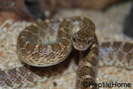 Arizona elegans