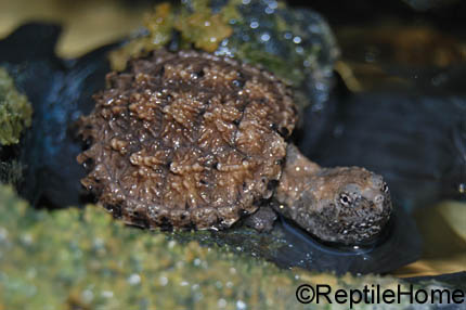 Chelydra serpentina