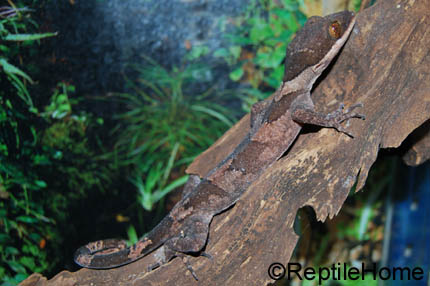 Cyrtodactylus louisiadensis