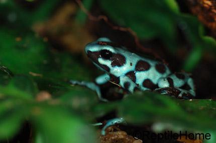 Dendrobates auratus morphs