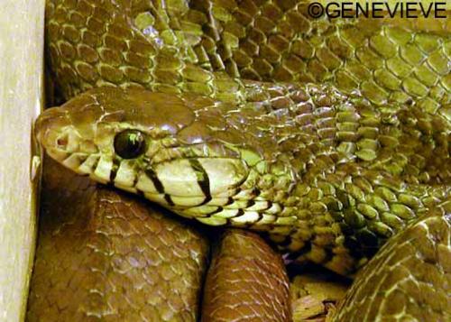 Drymarchon corais melanurus