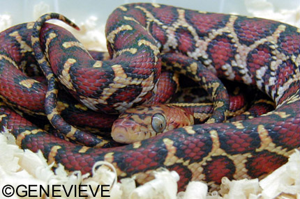Pseudelaphe (Elaphe) flavirufa