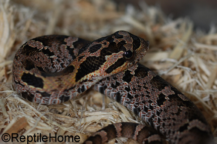 Heterodon platirhinos