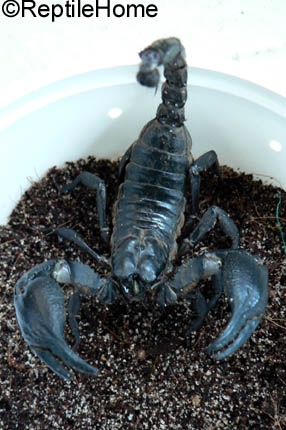 Heterometrus longimanus