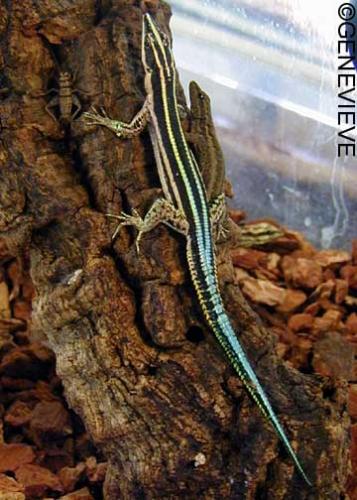 Holaspis guentheri