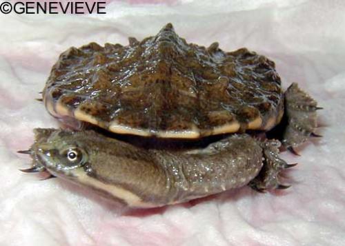 Hydromedusa tectifera