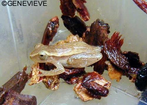 Hyla nana