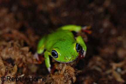 Hyperolius concolor