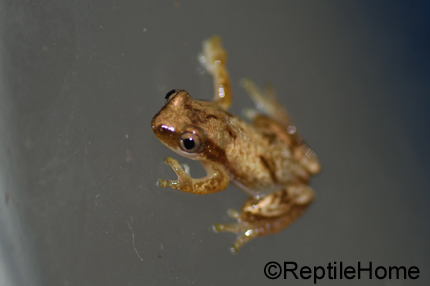Hyperolius spp