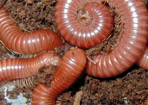 Spirostreptus brachycerus