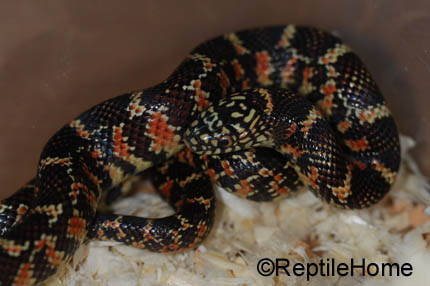 Lampropeltis getula brooksi