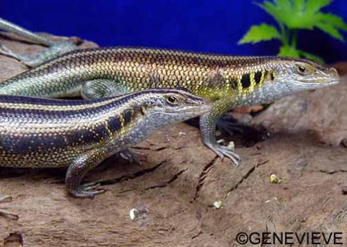 Trachylepis (Mabuya) quinquetaeniata