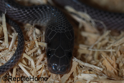 Gonionotophis (Mehelya) poensis