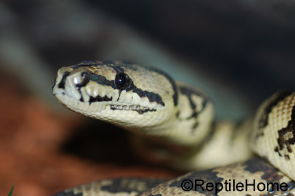 Morelia spilota macdowelli