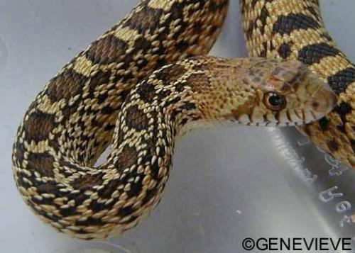 Pituophis catenifer sayi