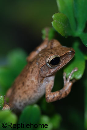 Polypedates leucomystax