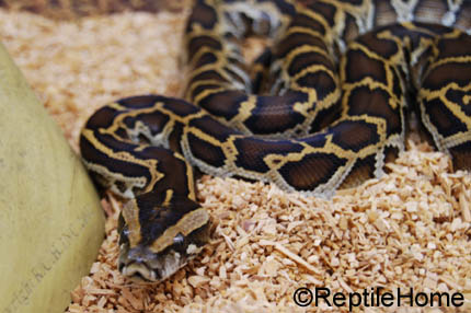 Python molurus bivittatus