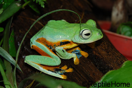 Rhacophorus rheinwardtii