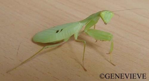 Sphrodomantis gastrica
