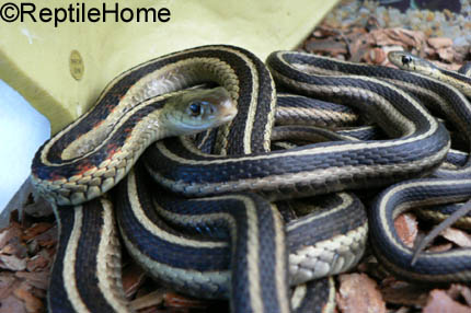 Thamnophis sirtalis