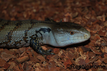 Tiliqua scincoides