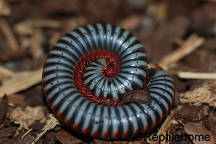 Tonkinbolus (Atopochetus) dollfusi