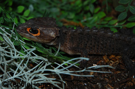 Tribolonotus gracilis