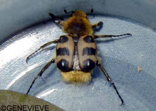 Trichius fasciatus