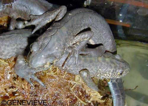 Ommatotriton vittatus